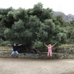  3250yr Kavusi Olive Tree, Crete